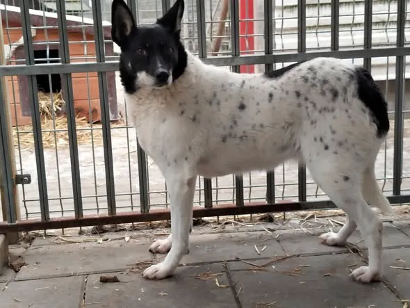 Pies do adopcji, Oborniki, 13 stycznia 2026 (2/2)