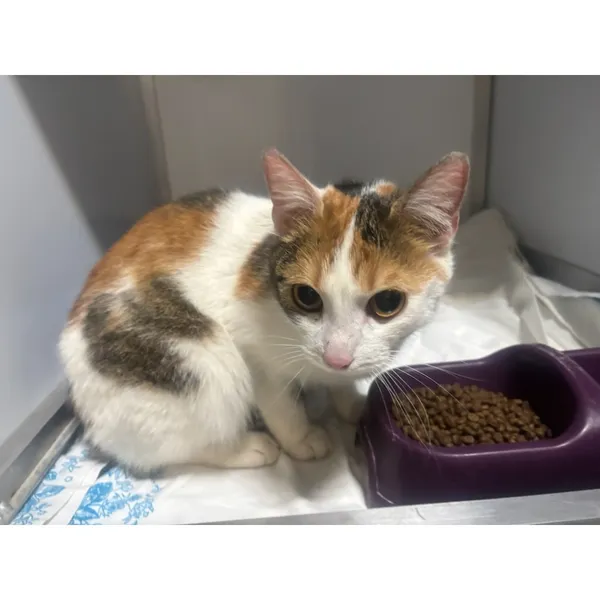 Znaleziono kota, Białystok, 21 marca 2026