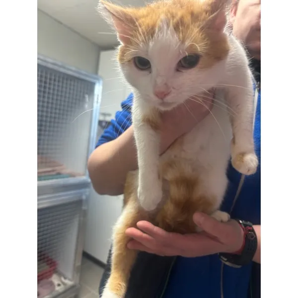 Znaleziono kota, Białystok, 22 marca 2026