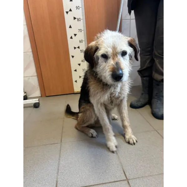 Znaleziono psa, Białystok, 22 marca 2026