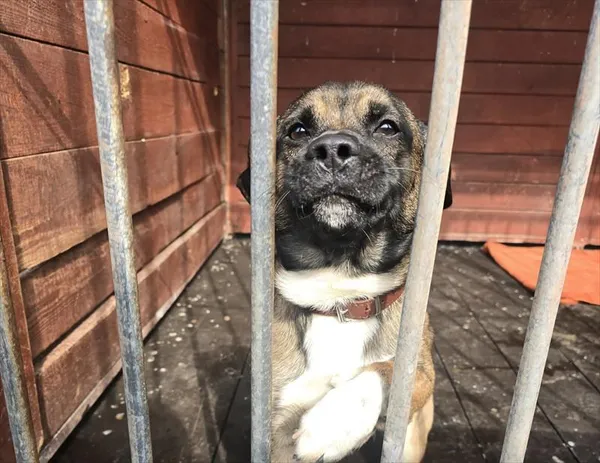 Pies do adopcji, Gorzów Wielkopolski, 22 marca 2026