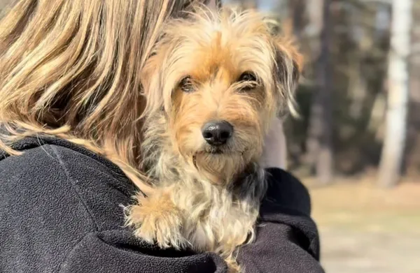 Pies do adopcji, Głowno, 23 marca 2026 (1/3)