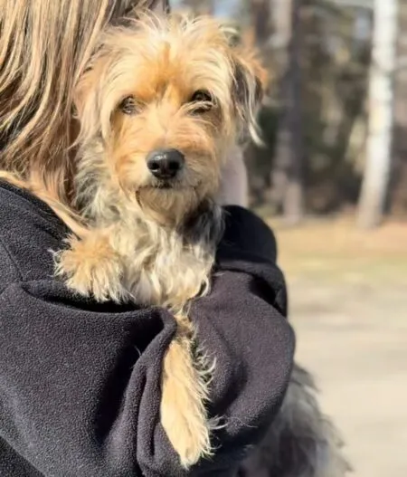 Pies do adopcji, Głowno, 23 marca 2026 (3/3)