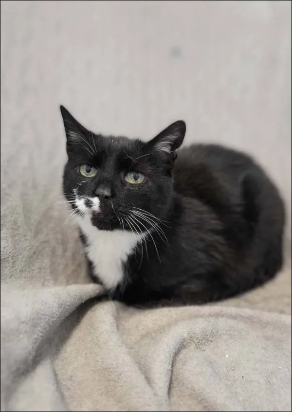 Znaleziono kota, Grudziądz, 16 sierpnia 2025