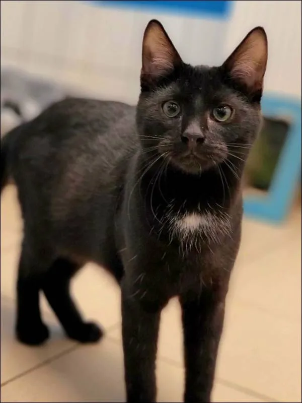 Znaleziono kota, Grudziądz, 23 października 2025