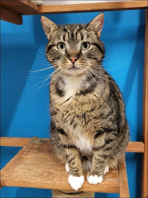 Znaleziono kota, Grudziądz, 11 grudnia 2025