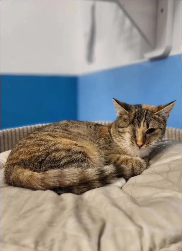 Znaleziono kota, Grudziądz, 27 września 2025