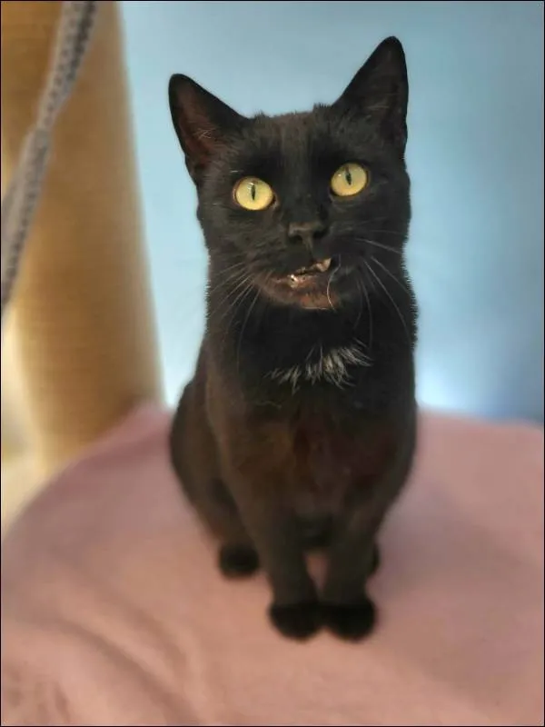 Znaleziono kota, Grudziądz, 12 stycznia 2026