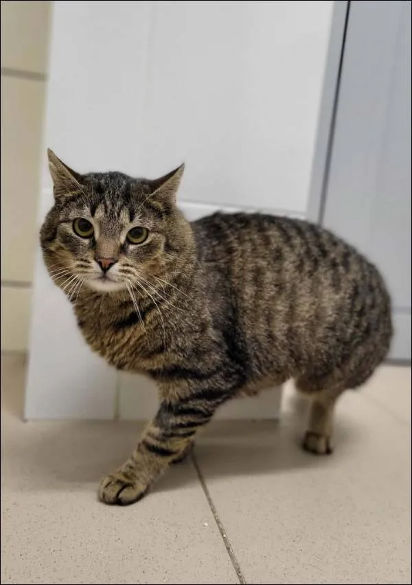 Znaleziono kota, Grudziądz, 8 grudnia 2025