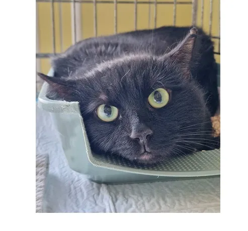 Znaleziono kota, Wrocław, 3 marca 2026