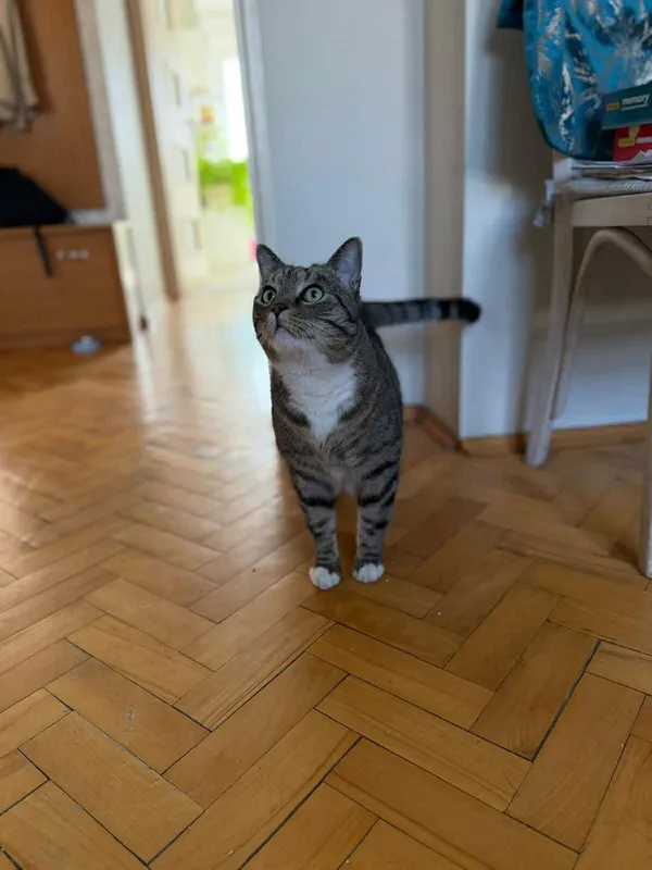 Kot do adopcji, Głowno, 23 marca 2026 (3/5)