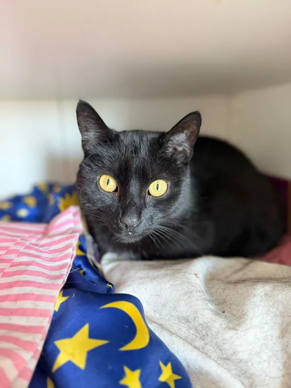 Kot do adopcji, Głowno, 23 marca 2026 (5/5)