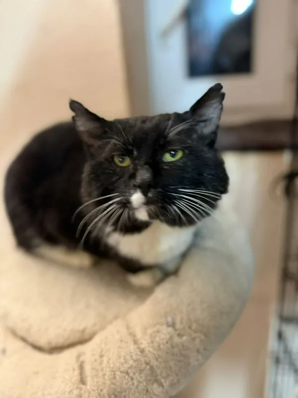 Kot do adopcji, Głowno, 23 marca 2026 (1/2)