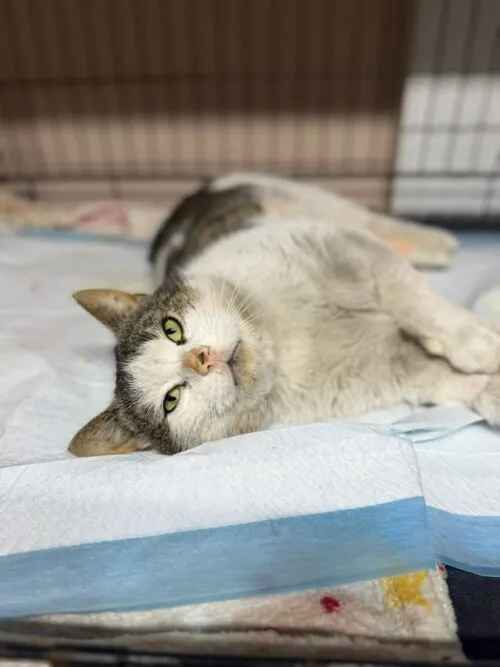 Kot do adopcji, Głowno, 23 marca 2026 (1/5)