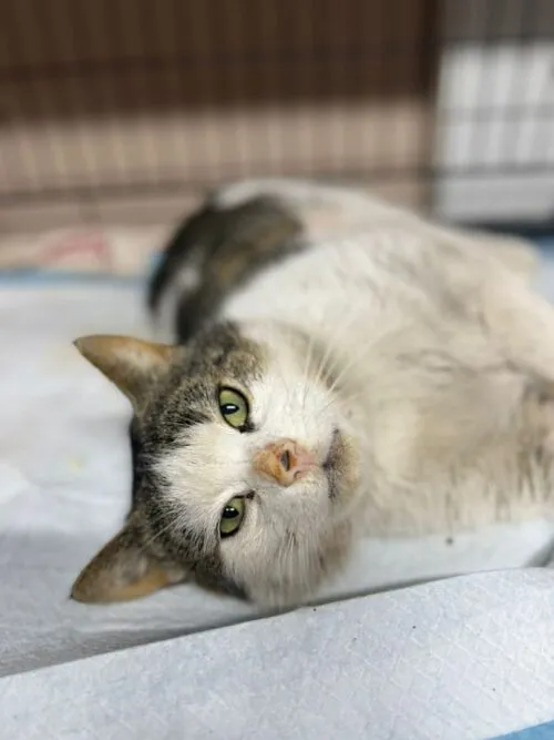 Kot do adopcji, Głowno, 23 marca 2026 (4/5)
