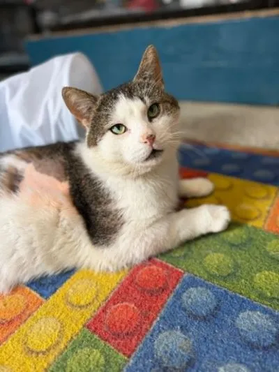 Kot do adopcji, Głowno, 23 marca 2026 (2/5)