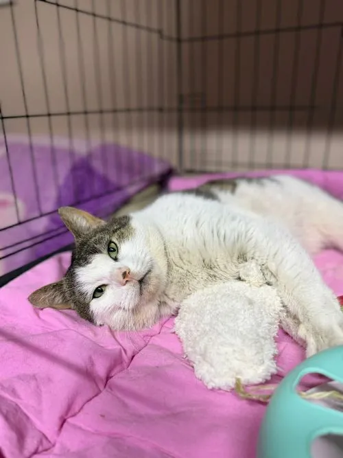 Kot do adopcji, Głowno, 23 marca 2026 (3/5)