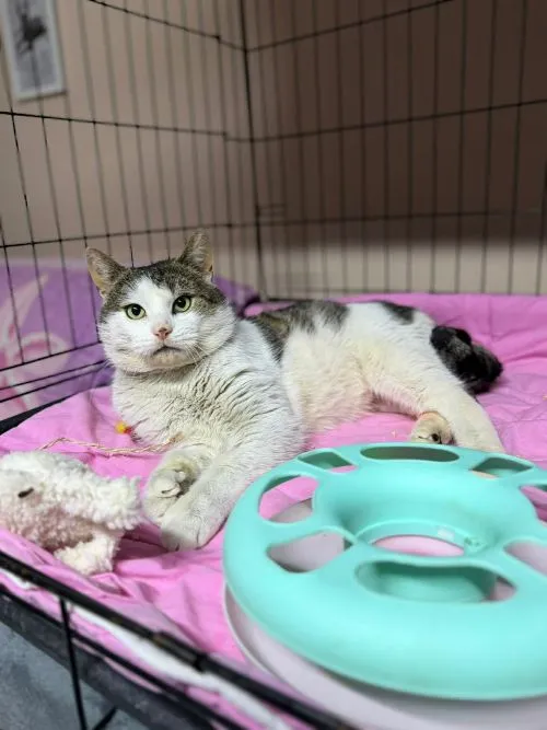Kot do adopcji, Głowno, 23 marca 2026 (4/5)