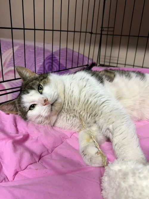Kot do adopcji, Głowno, 23 marca 2026 (5/5)