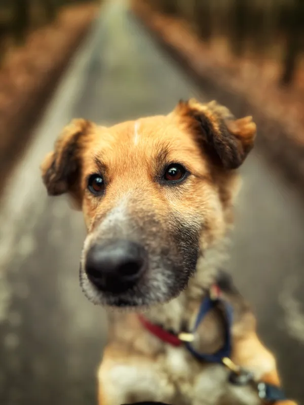 Pies do adopcji, Dłużyna Górna, 23 marca 2026 (3/5)