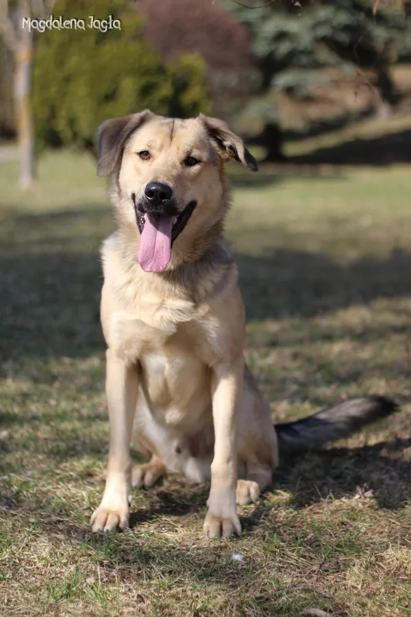 Pies do adopcji, Bydgoszcz, 23 marca 2026 (1/5)