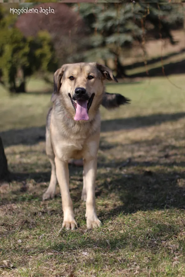 Pies do adopcji, Bydgoszcz, 23 marca 2026 (3/5)