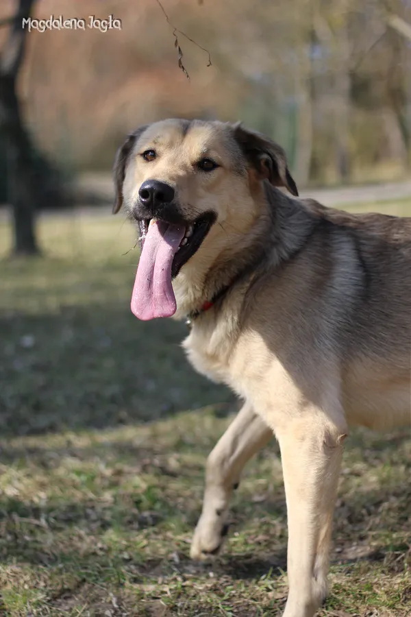 Pies do adopcji, Bydgoszcz, 23 marca 2026 (5/5)