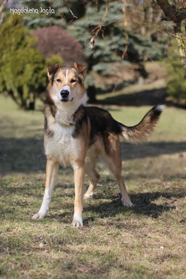 Pies do adopcji, Bydgoszcz, 23 marca 2026 (3/5)