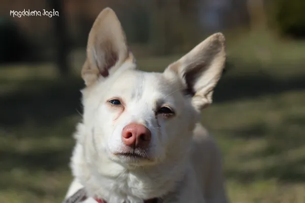 Pies do adopcji, Bydgoszcz, 23 marca 2026 (3/5)