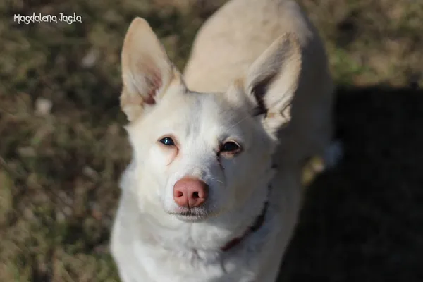 Pies do adopcji, Bydgoszcz, 23 marca 2026 (4/5)