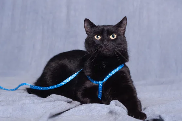 Kot do adopcji, Gdańsk, 30 października 2025