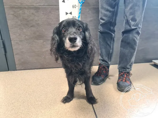 Znaleziono psa, Chełmek, 23 marca 2026