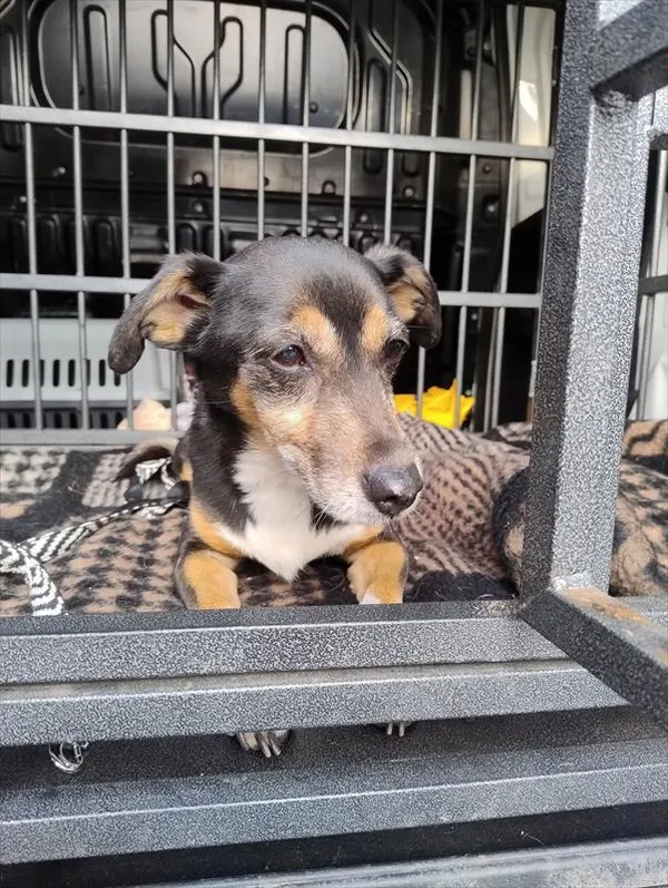 Pies do adopcji, Racibórz, 20 marca 2026