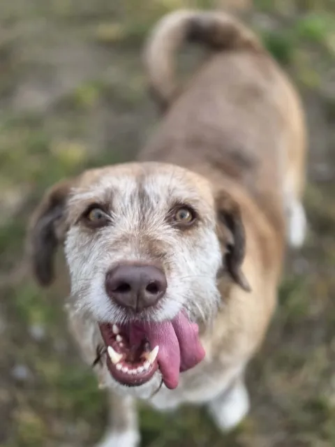 Pies do adopcji, Piła, 28 lutego 2026 (1/5)