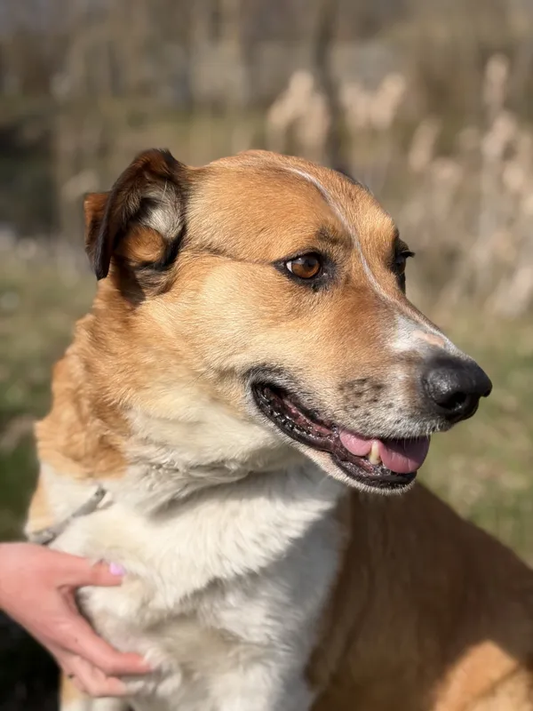 Pies do adopcji, Bełchatów, 7 marca 2026 (1/5)