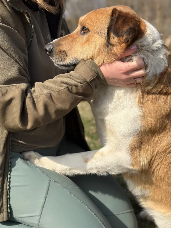 Pies do adopcji, Bełchatów, 7 marca 2026 (5/5)