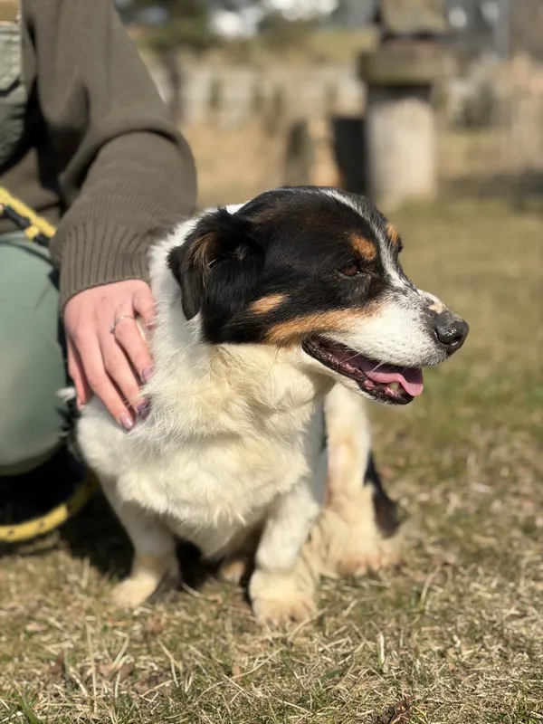 Pies do adopcji, Bełchatów, 29 października 2024 (2/5)