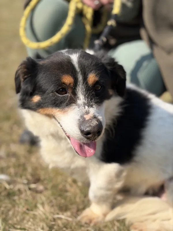 Pies do adopcji, Bełchatów, 29 października 2024 (3/5)