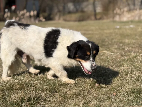 Pies do adopcji, Bełchatów, 29 października 2024 (5/5)
