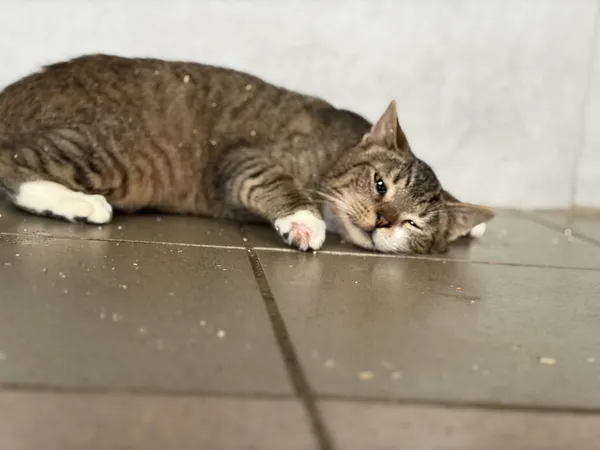 Kot do adopcji, Bełchatów, 5 stycznia 2026 (2/5)