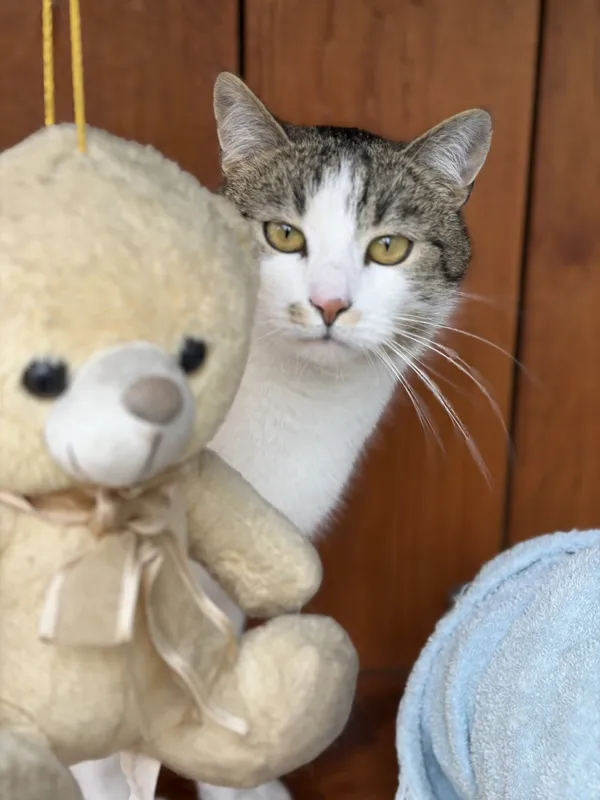 Kot do adopcji, Bełchatów, 12 maja 2025 (1/5)