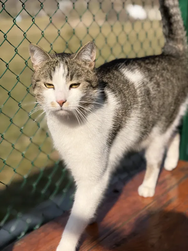 Kot do adopcji, Bełchatów, 12 maja 2025 (2/5)