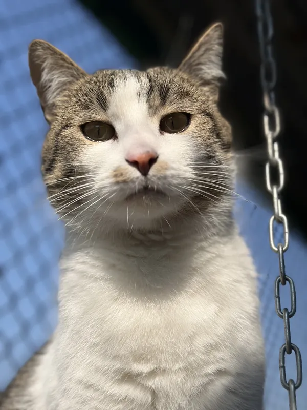 Kot do adopcji, Bełchatów, 12 maja 2025 (3/5)