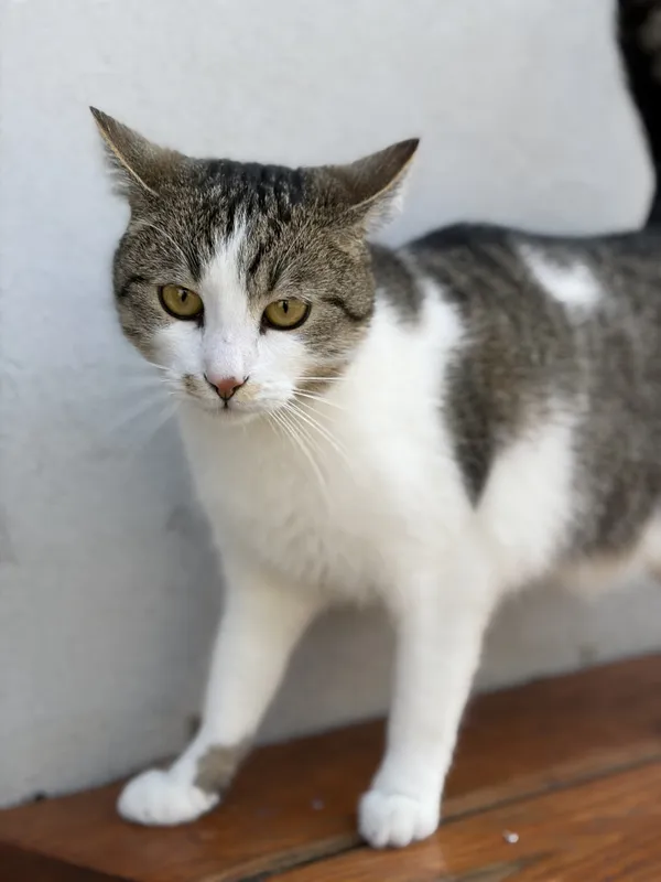 Kot do adopcji, Bełchatów, 12 maja 2025 (4/5)