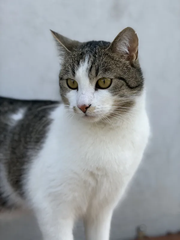 Kot do adopcji, Bełchatów, 12 maja 2025 (5/5)