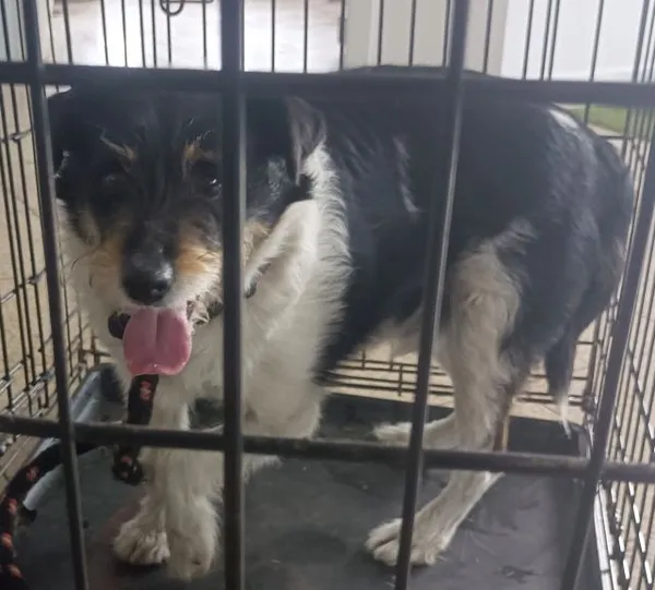 Znaleziono psa, Radom, 17 marca 2026