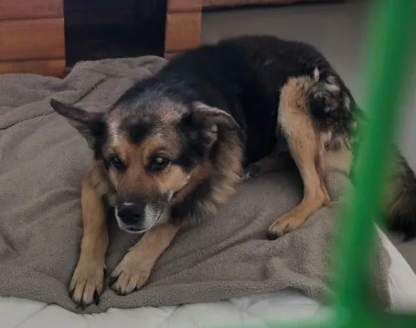 Znaleziono psa, Radom, 21 marca 2026