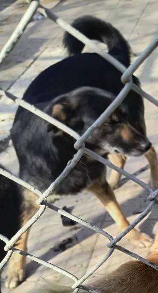 Znaleziono psa, Radom, 23 marca 2026