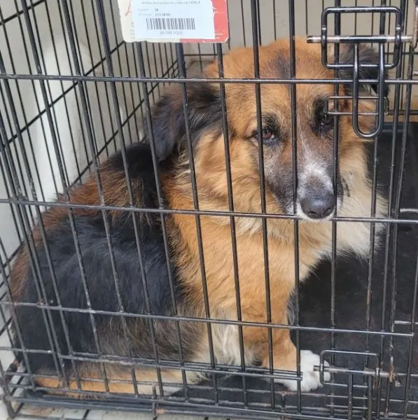 Znaleziono psa, Radom, 20 marca 2026