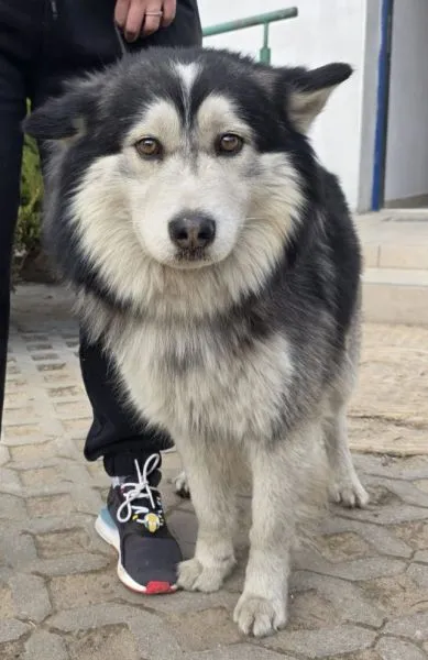 Znaleziono psa, Radom, 18 marca 2026